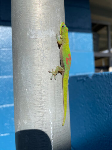 Send your best photos from Maui County to mauiphotos@mauinews.com for a chance to see them featured on our website and in our weekly print edition.